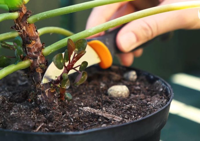 Pilea stekken