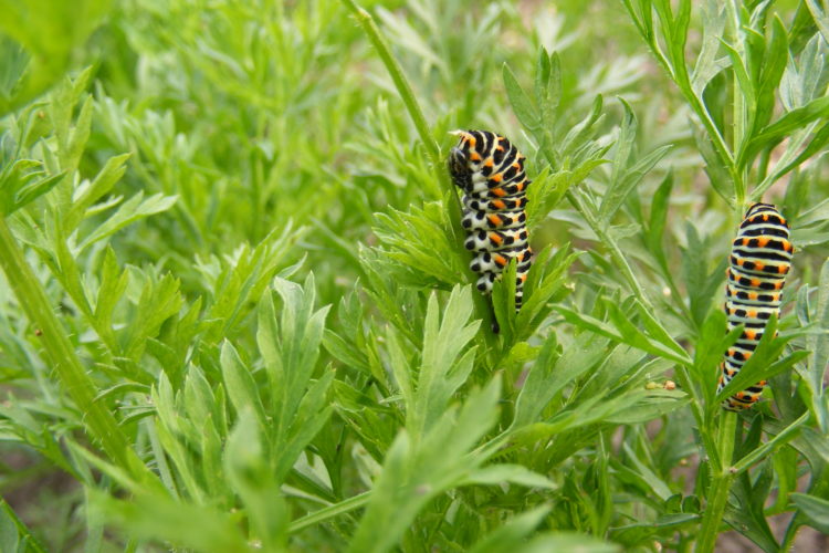 Xentari rupsen