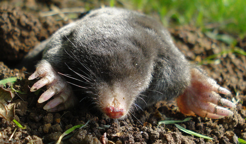 Tips tegen mollen in de tuin