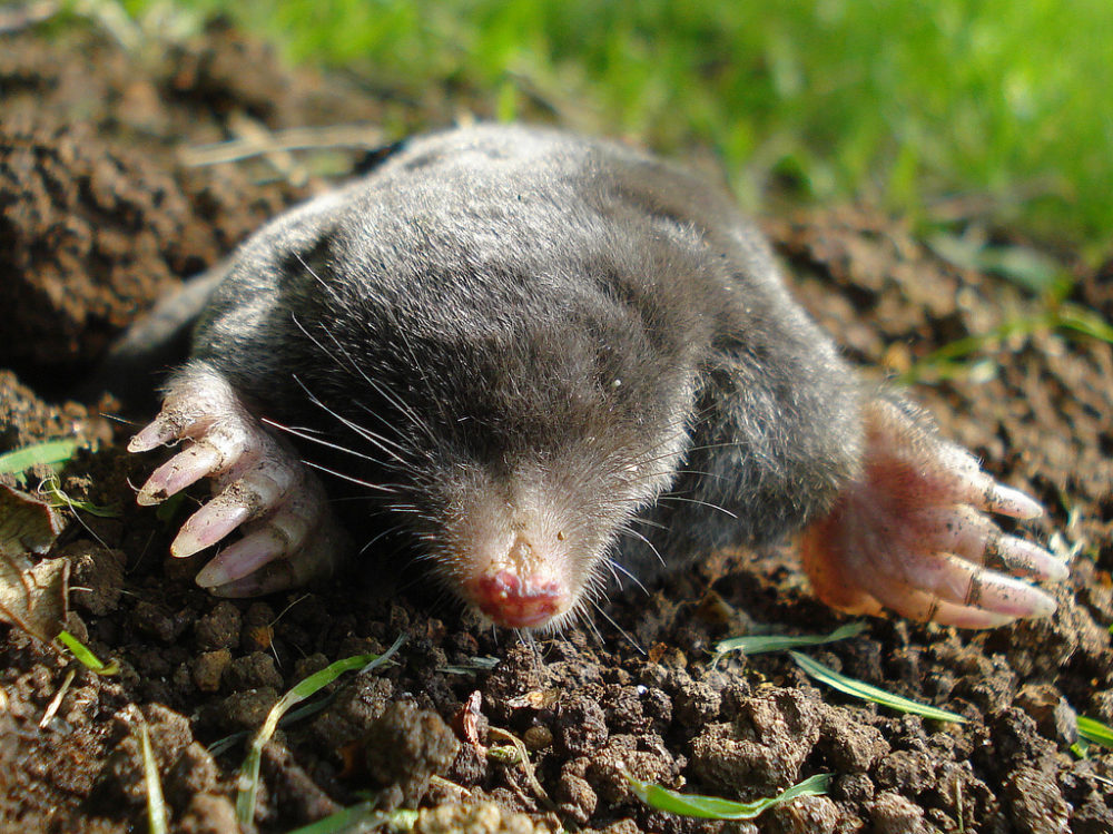 Tips tegen mollen in de tuin